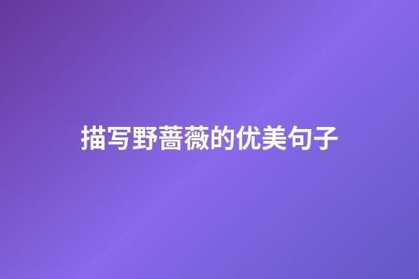 描写野蔷薇的优美句子