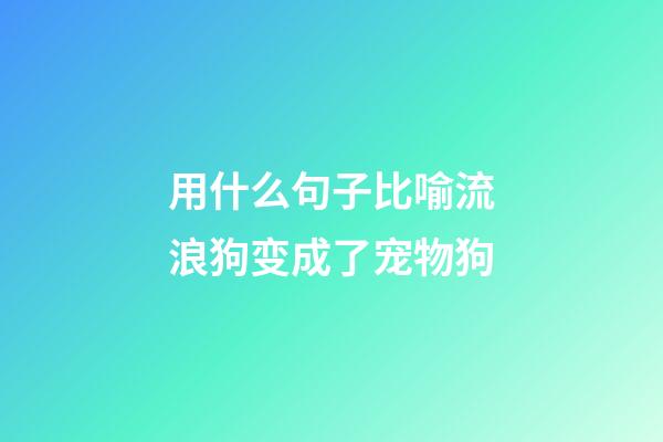 用什么句子比喻流浪狗变成了宠物狗