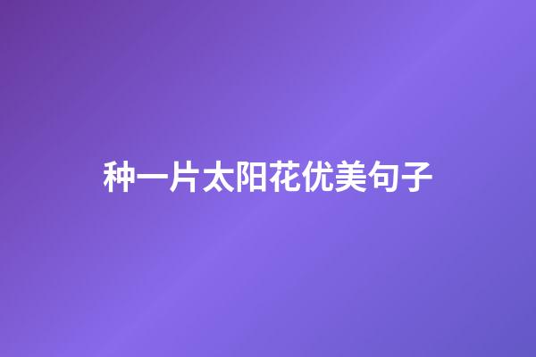 种一片太阳花优美句子